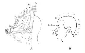 Rôle des SIP dans le contrôle de la voix chantée